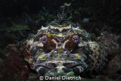 Crocodilefish by Daniel Dietrich 